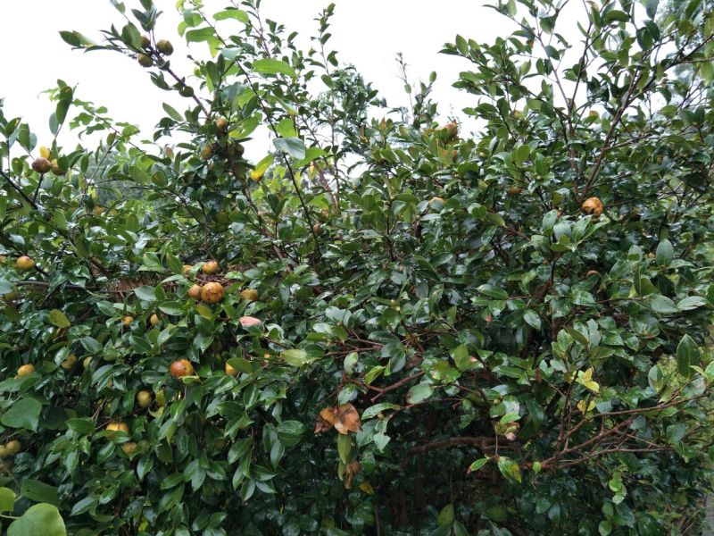 山茶果中籽