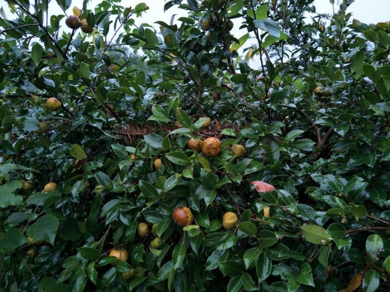 山茶果中籽