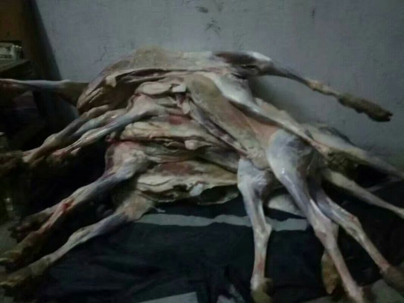 羊胴体否带骨山羊肉