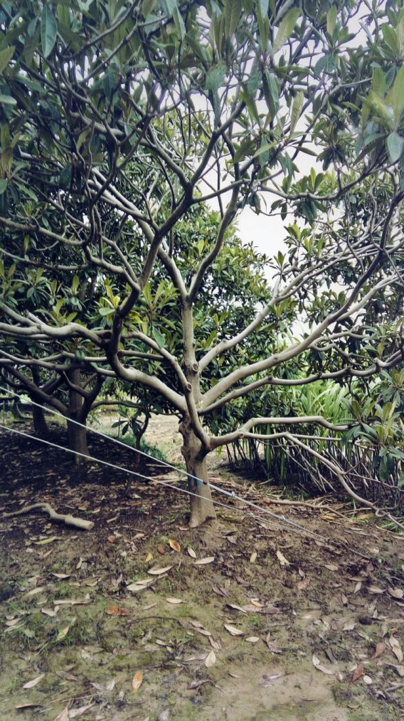 枇杷树地径8公分，标准泥球