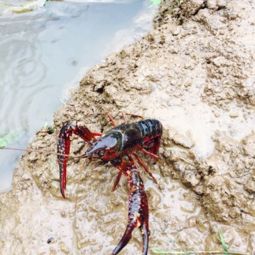 小龙虾种苗2-4钱（10-20克）活虾小龙虾主养