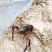 小龙虾种苗2-4钱（10-20克）活虾小龙虾主养