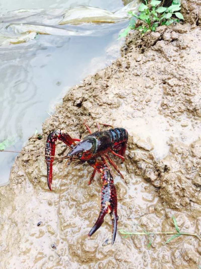 小龙虾种苗2-4钱（10-20克）活虾小龙虾主养