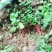 小龙虾种苗2-4钱（10-20克）活虾小龙虾主养