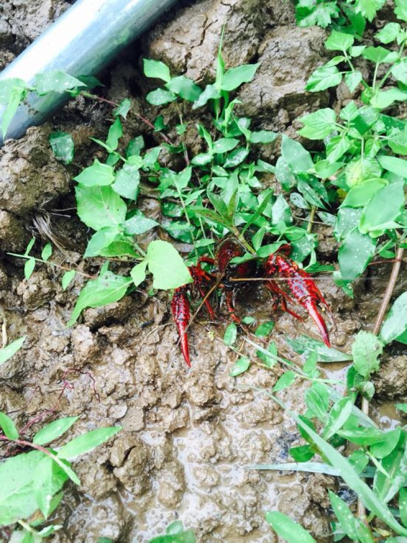 小龙虾种苗2-4钱（10-20克）活虾小龙虾主养