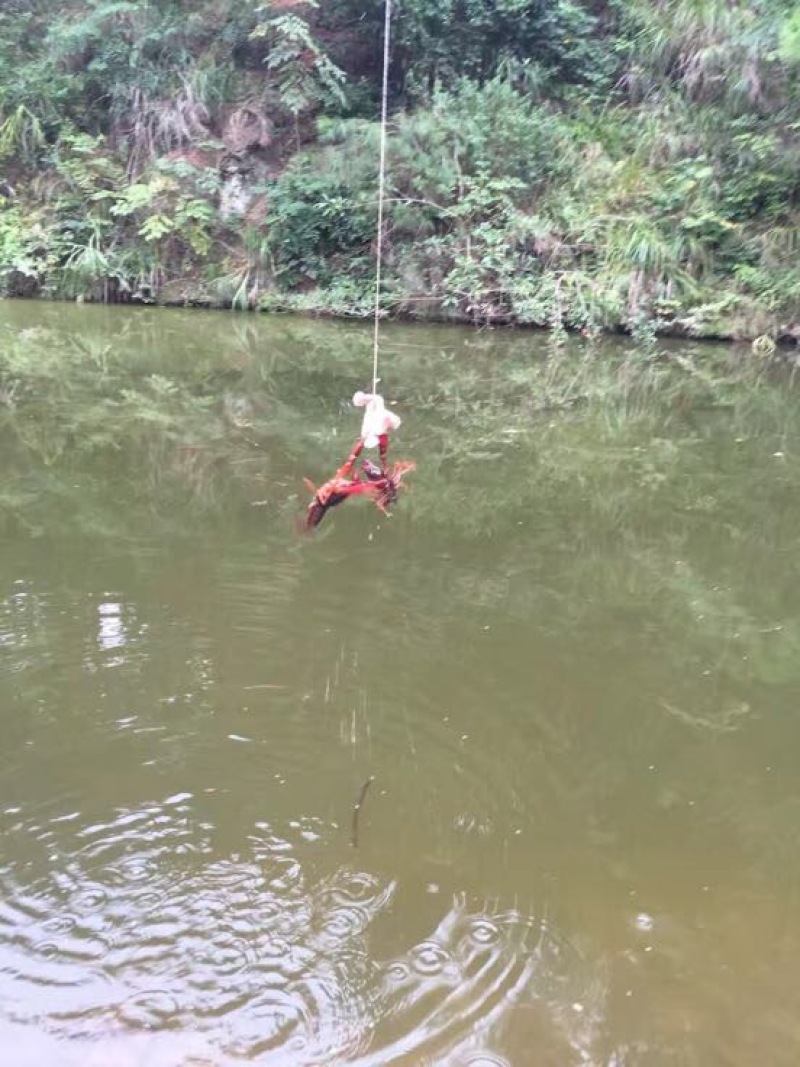 小龙虾种苗2-4钱（10-20克）活虾小龙虾主养