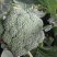 耐寒优秀西兰花0.8~1.5斤