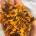 特级昆仑雪菊正宗新疆高海拔野生克里阳雪菊