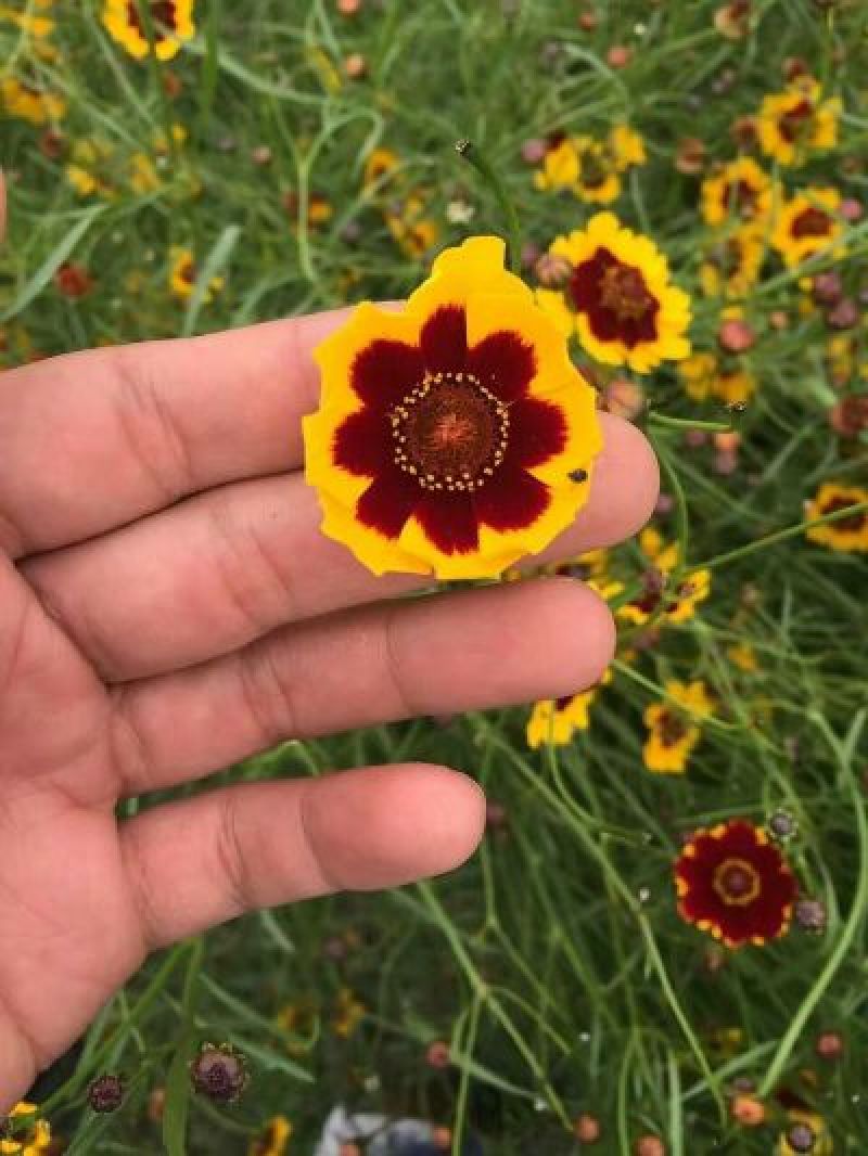 特级昆仑雪菊正宗新疆高海拔野生克里阳雪菊