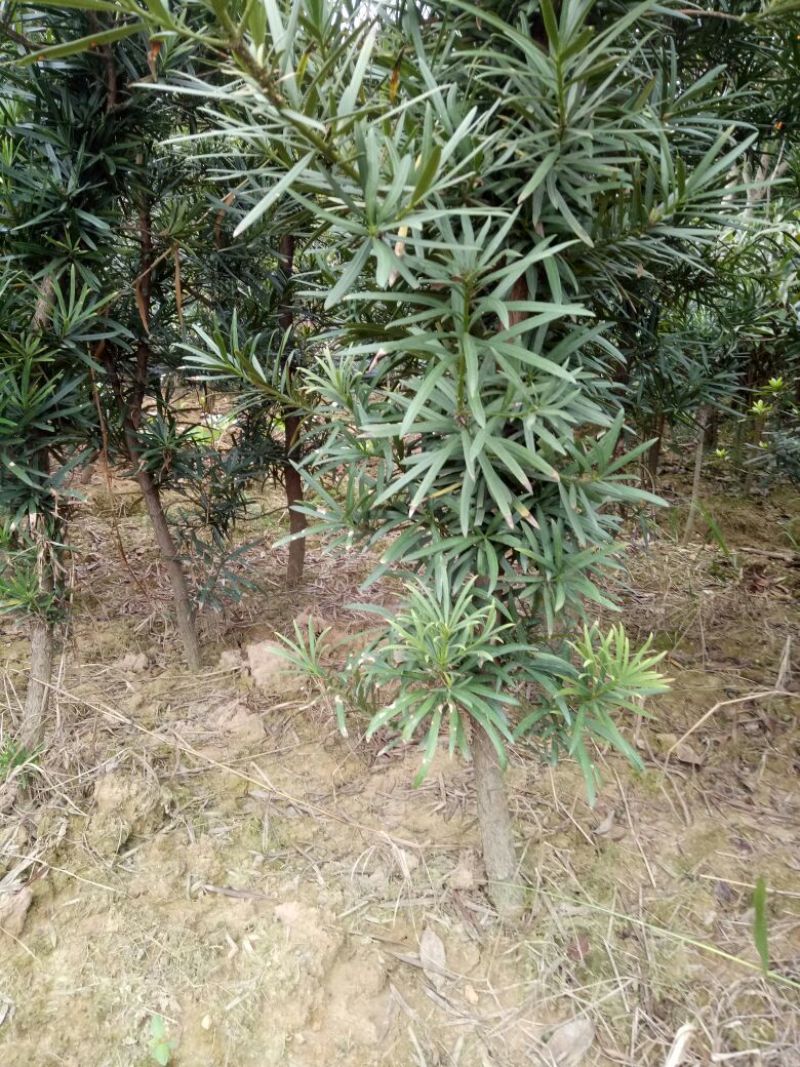 罗汉松2~4cm4cm以下1.5~2米
