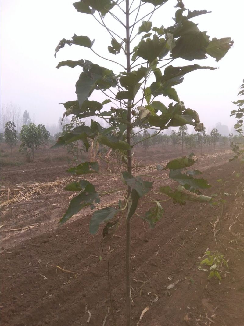 珙桐树苗10~20cm