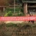 雪莲果3两以上