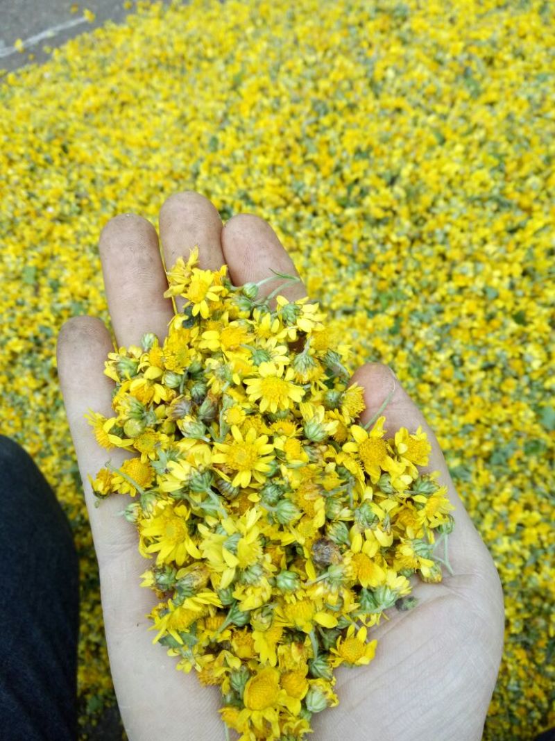 野菊花袋装