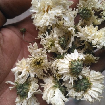 菊花茶特级