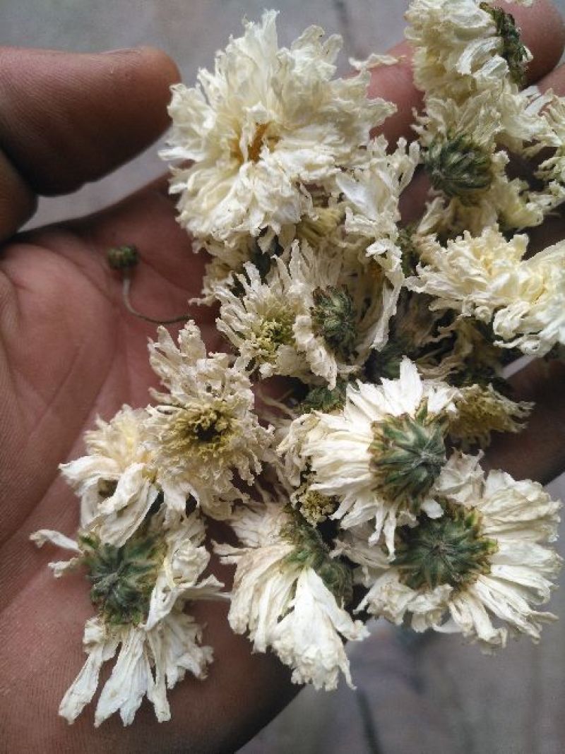 菊花茶特级