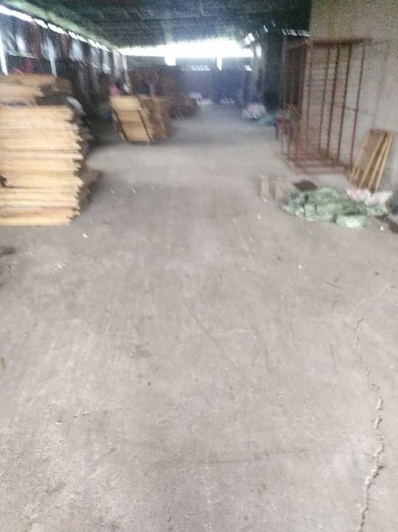 菊花茶特级
