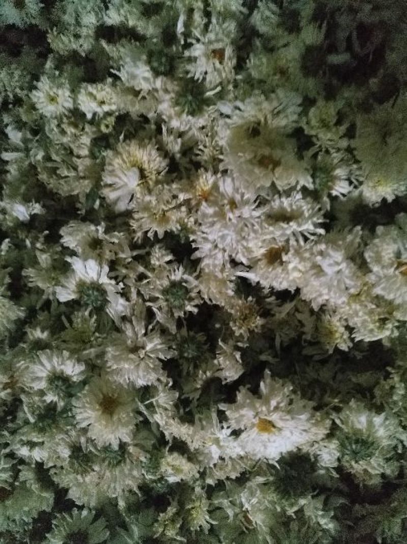 菊花茶特级