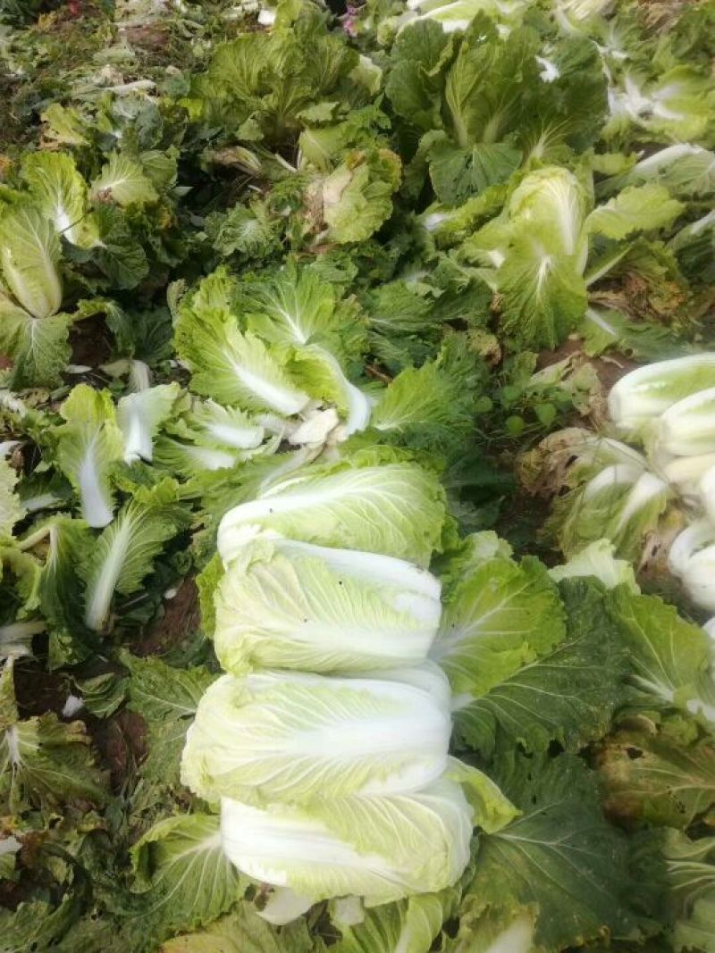 大白菜，青杂三号。北京三号净菜无虫眼无坏根。