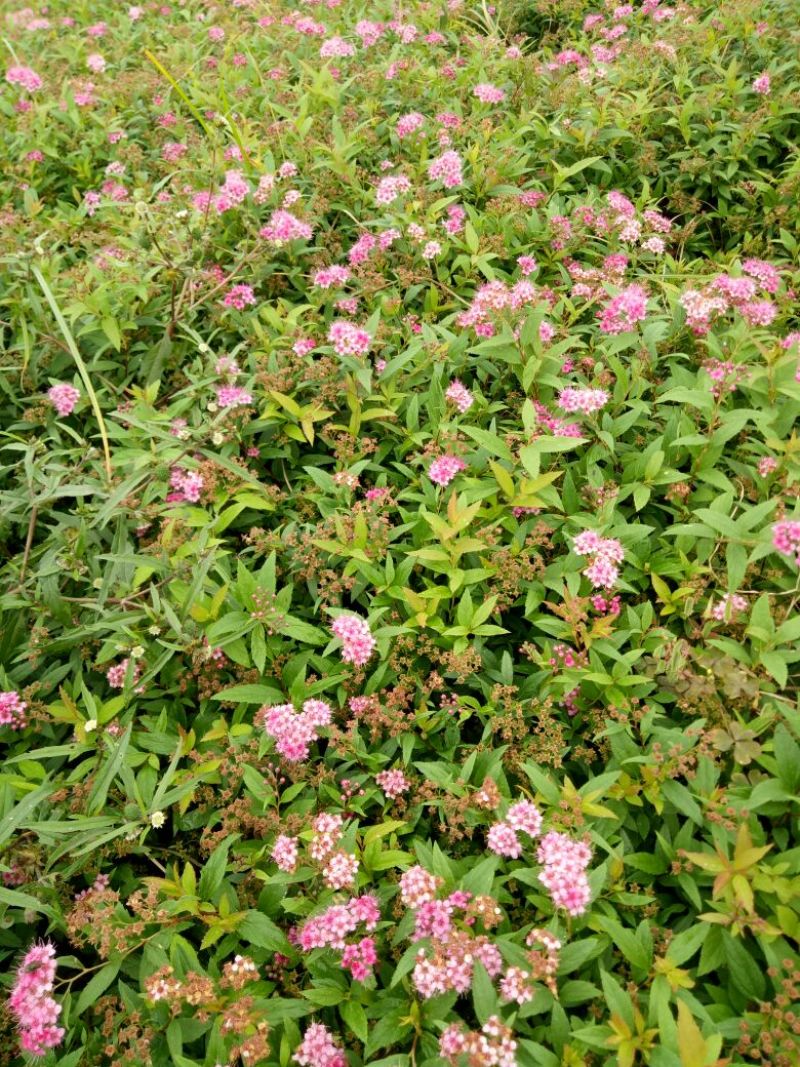 金山绣线菊青头红头黄头绣线菊