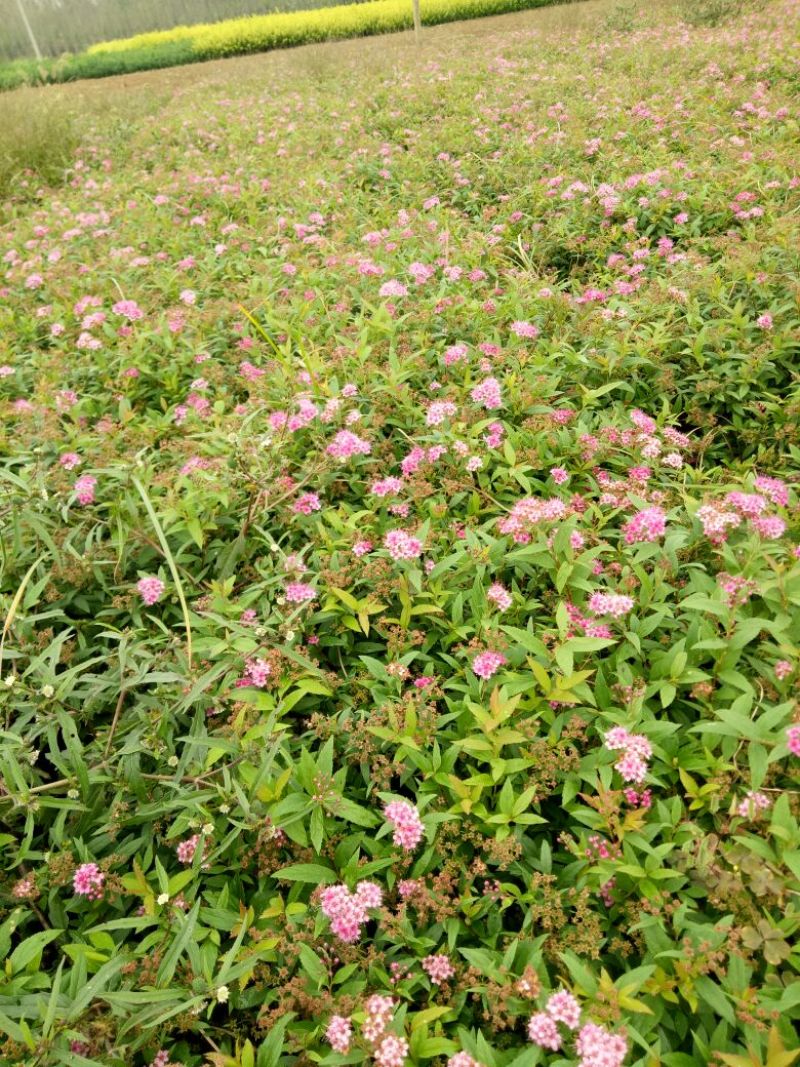 金山绣线菊青头红头黄头绣线菊