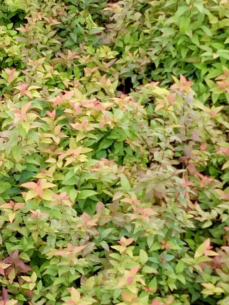 金山绣线菊青头红头黄头绣线菊