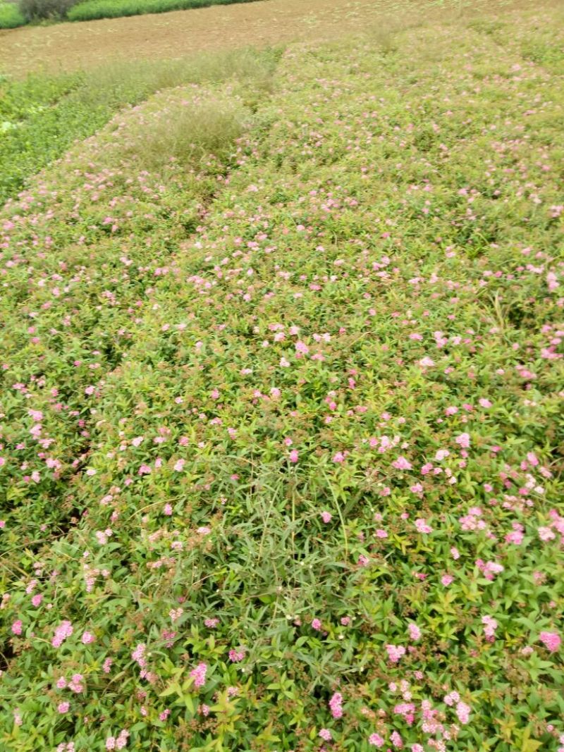 金山绣线菊青头红头黄头绣线菊