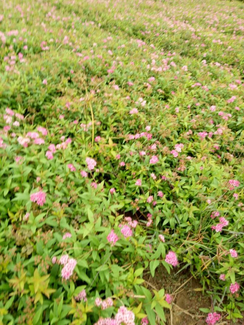 金山绣线菊青头红头黄头绣线菊