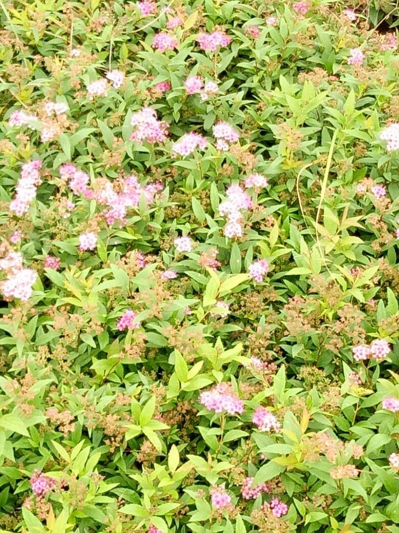金山绣线菊青头红头黄头绣线菊