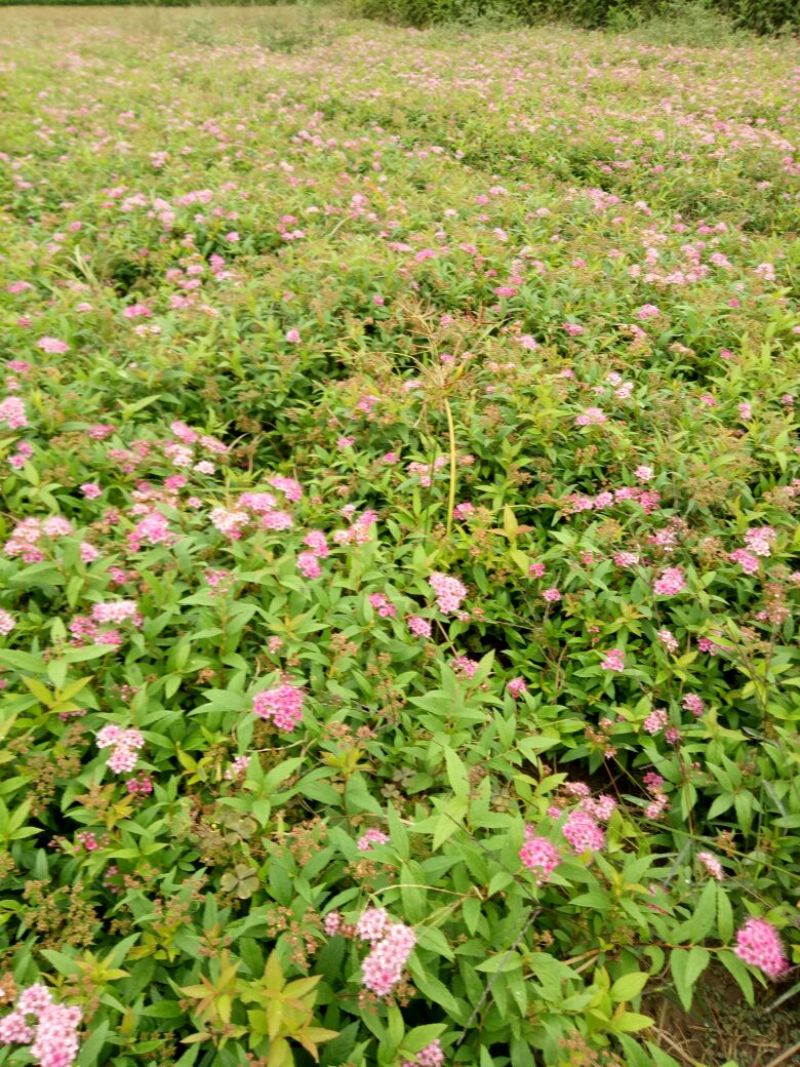 金山绣线菊青头红头黄头绣线菊