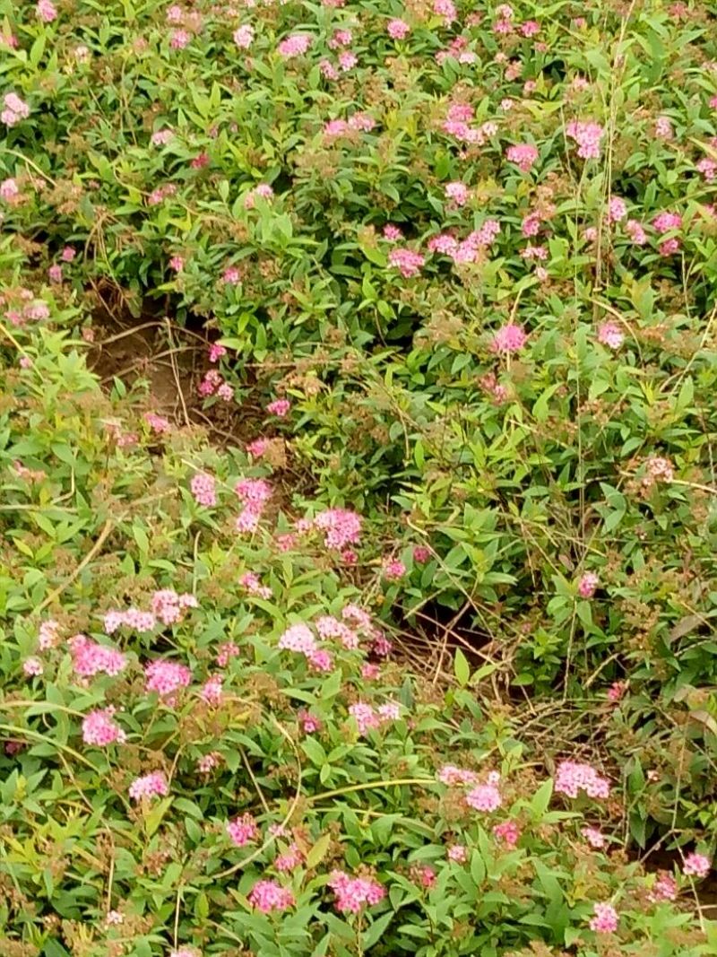 金山绣线菊青头红头黄头绣线菊