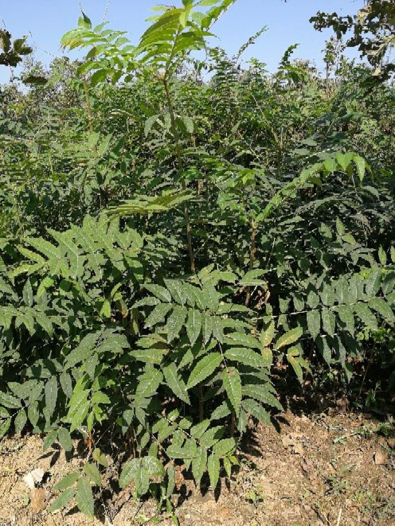 红油香椿苗大棚70~80cm