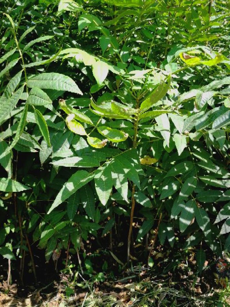 红油香椿苗大棚70~80cm