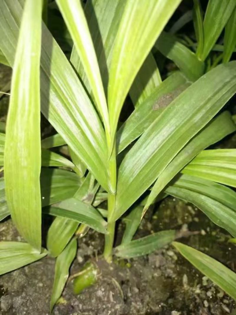 三叉白芨种苗10~20cm