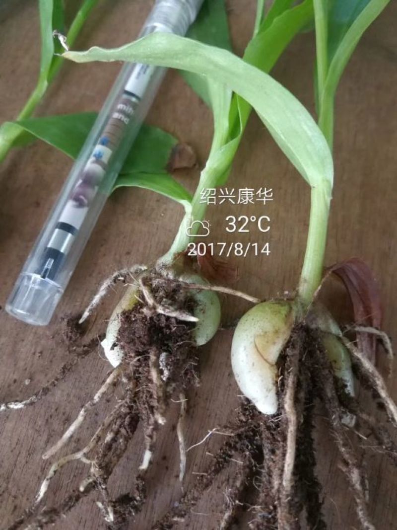 三叉白芨种苗10~20cm