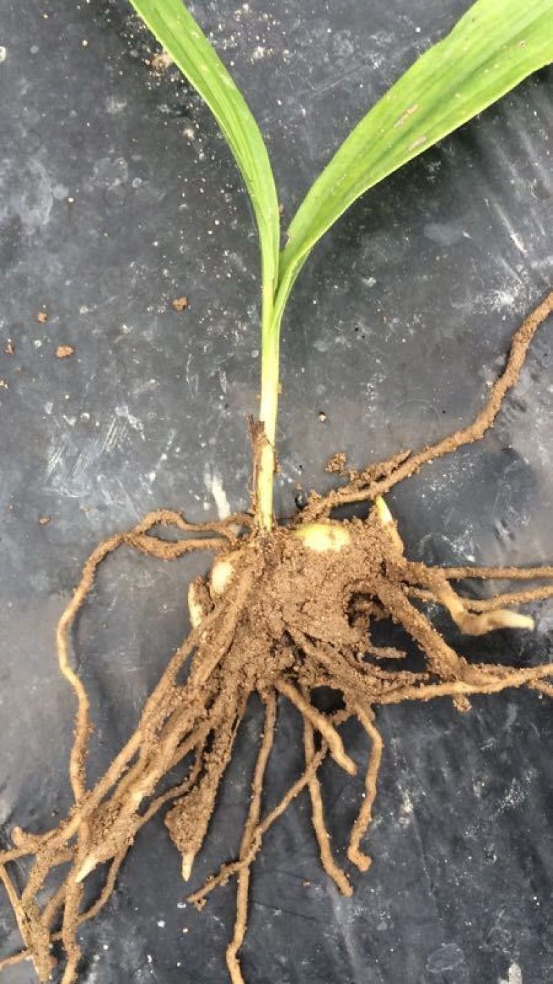 三叉白芨种苗10~20cm