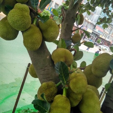 菠萝蜜苗稿接树