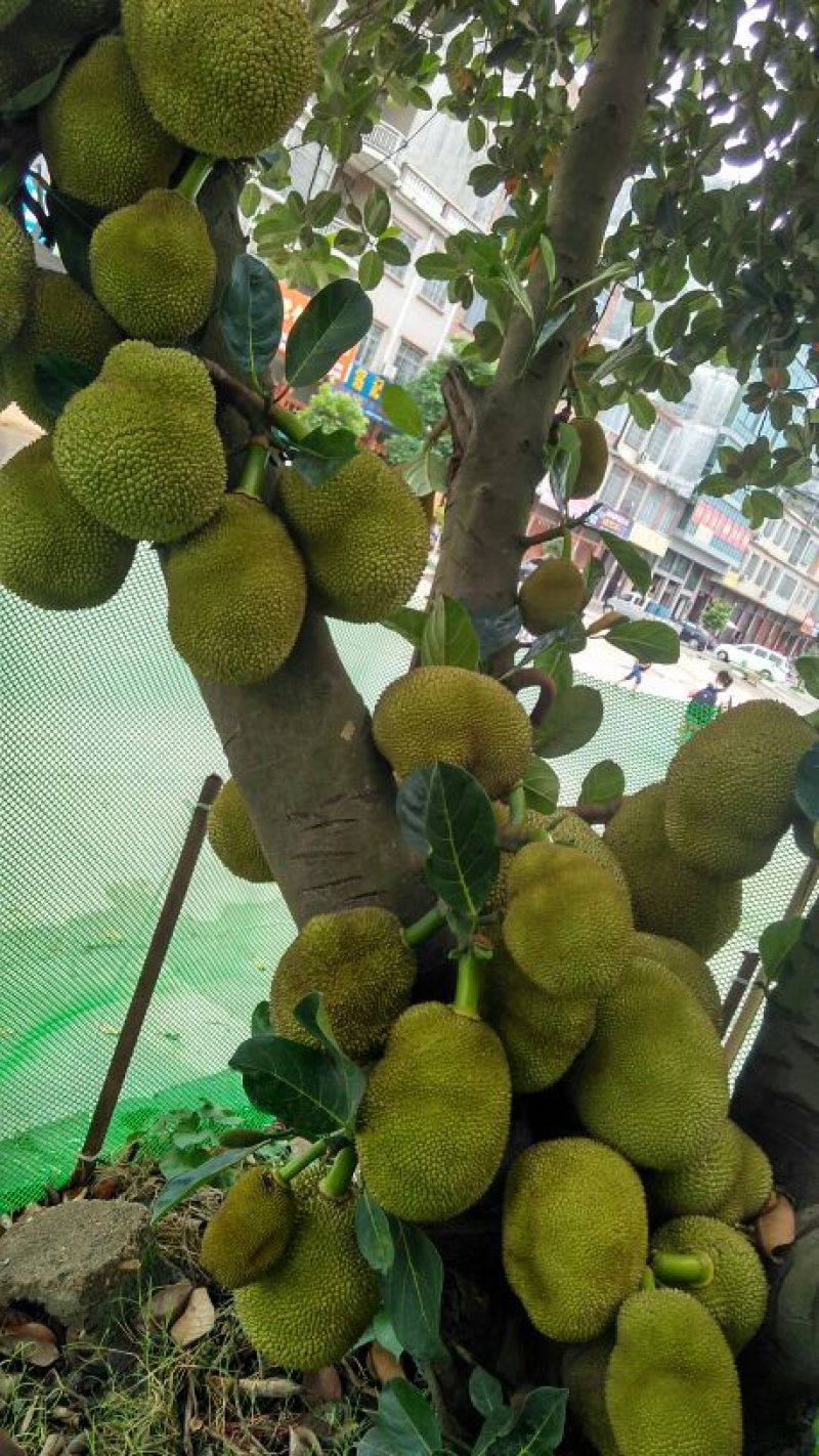 菠萝蜜苗稿接树