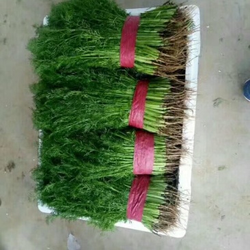茴香苗《精品小茴香，货源充足，质量保证》
