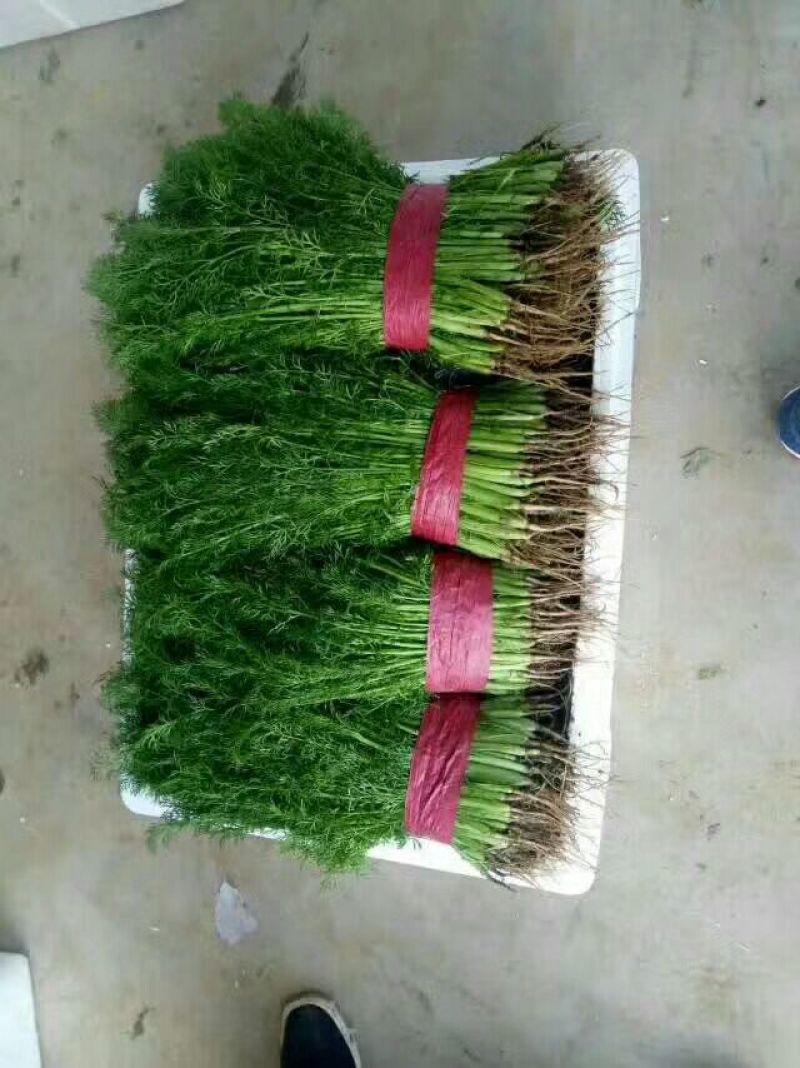 茴香苗《精品小茴香，货源充足，质量保证》