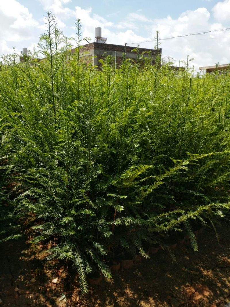 南方红豆杉2cm以下4~6cm0.5~1米