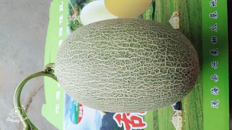 网纹瓜2斤以上椭圆形