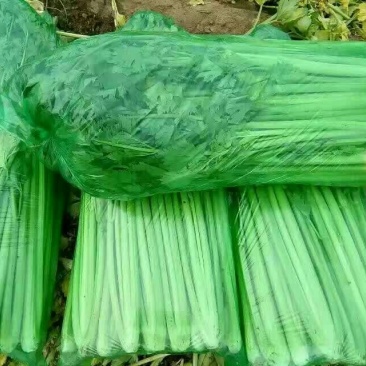 金乡芹菜大量上市散装袋装箱装都可以