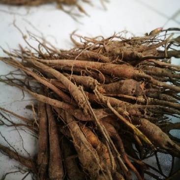 白芍种苗赤芍苗一年苗