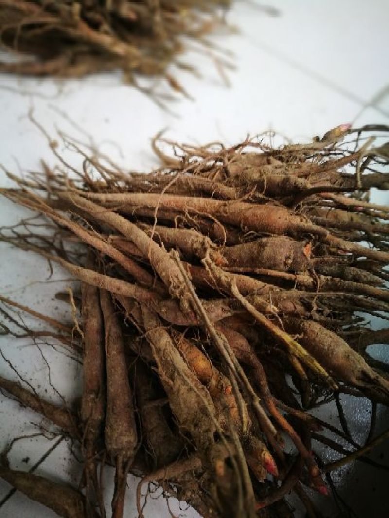 白芍种苗赤芍苗一年苗