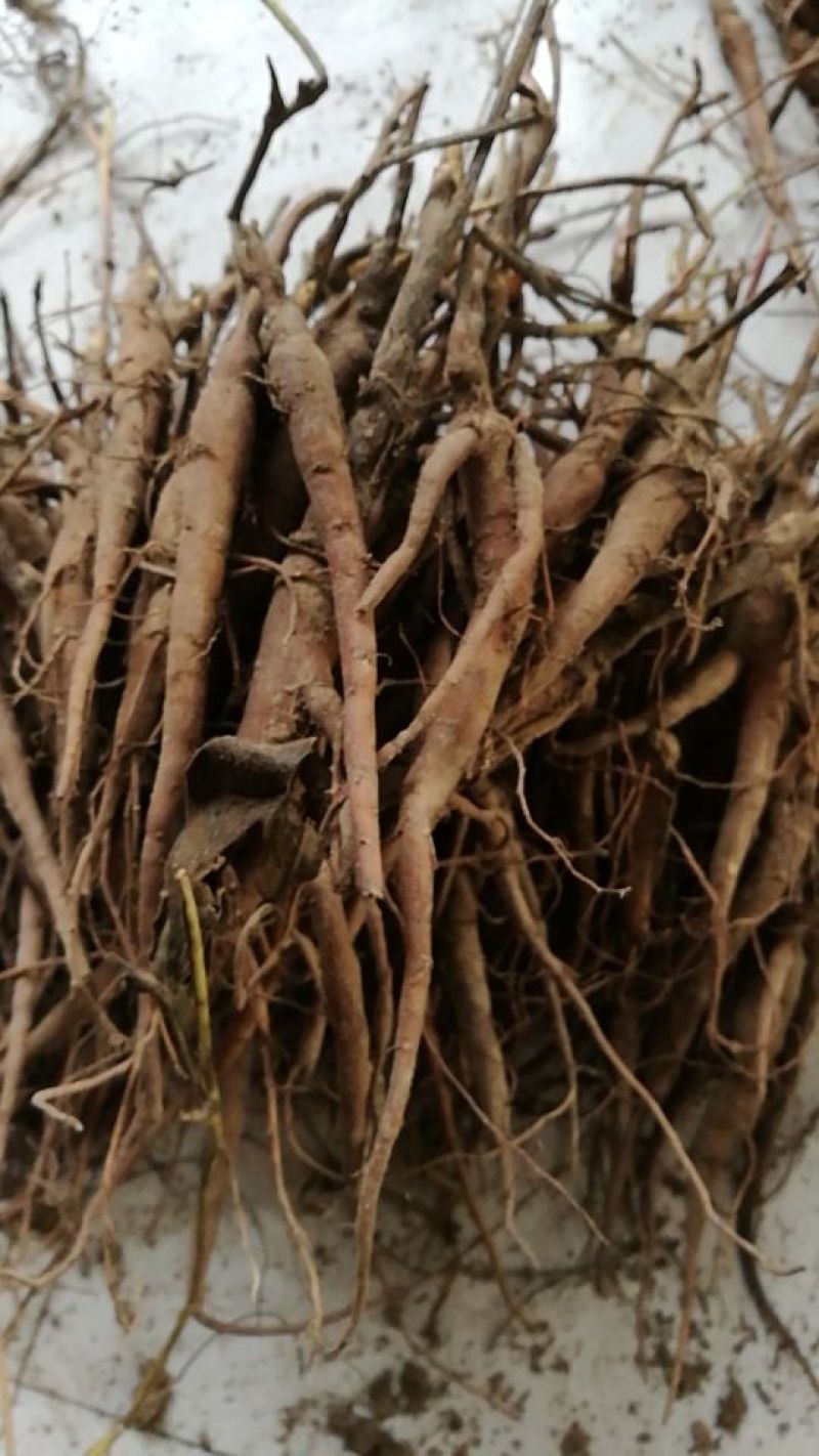 白芍种苗赤芍苗一年苗