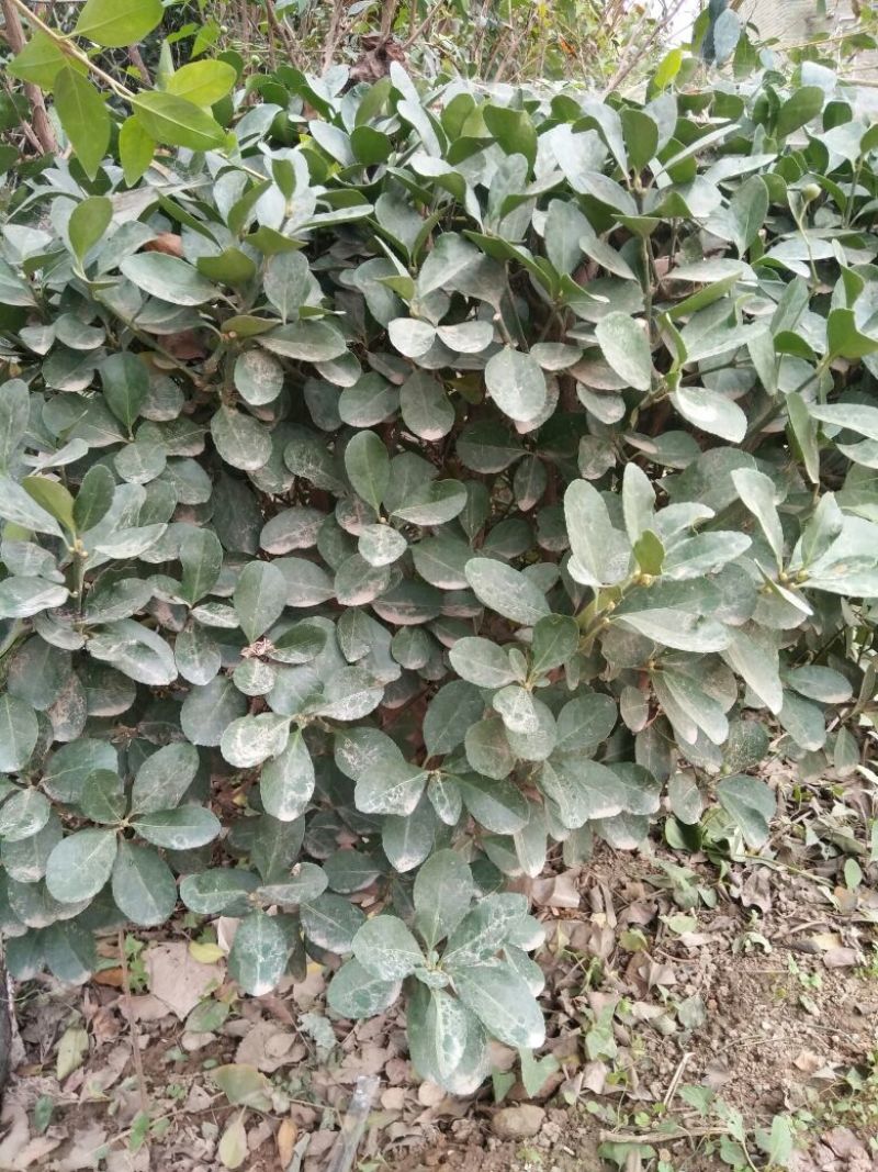 冬青苗大叶黄杨