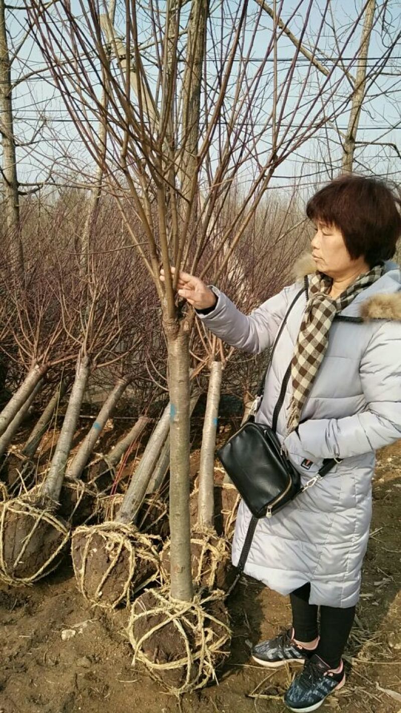 美丽异木棉