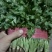 河北邯郸香菜一年四季供应精品香菜，价格合理，质量保证