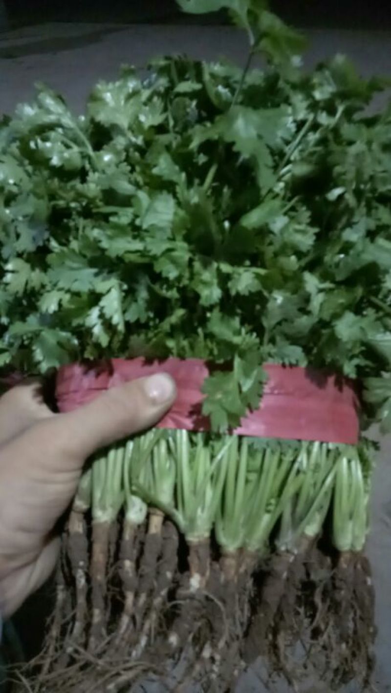 河北邯郸香菜一年四季供应精品香菜，价格合理，质量保证