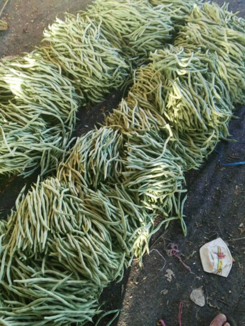 精品扁豆角15~20厘米热销中